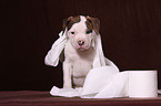 American Bulldog Puppy