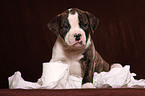 American Bulldog Puppy