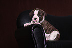 American Bulldog Puppy