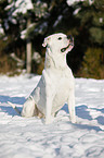 sitting American Bulldog