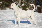 American Bulldog in snow