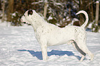 American Bulldog in snow