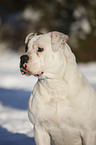 American Bulldog Portrait