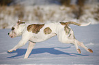 running American Bulldog