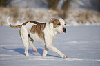 American Bulldog