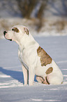 sitting American Bulldog