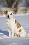 sitting American Bulldog