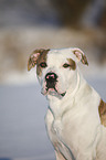 American Bulldog Portrait