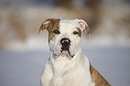 American Bulldog Portrait