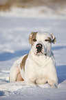 American Bulldog