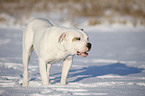 American Bulldog in snow