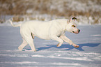 running American Bulldog