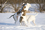 playing American Bulldogs