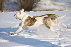 American Bulldogs