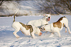 playing American Bulldogs