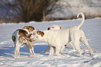 playing American Bulldogs