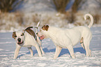 American Bulldogs