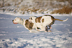 American Bulldogs