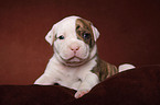 American Bulldog puppy