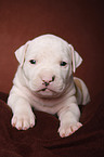 American Bulldog puppy