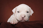 American Bulldog puppy