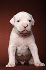 American Bulldog puppy