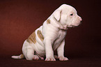 American Bulldog puppy