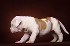 American Bulldog puppy