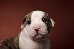 American Bulldog puppy