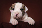 American Bulldog puppy