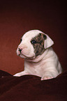 American Bulldog puppy