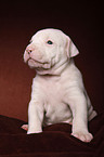 American Bulldog puppy