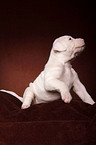 American Bulldog puppy