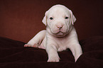 American Bulldog puppy