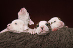 American Bulldog Puppies