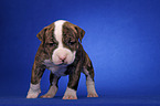 American Bulldog puppy