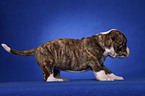 American Bulldog puppy