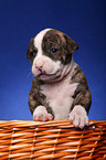 American Bulldog in basket