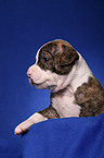 American Bulldog puppy