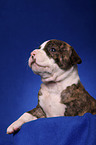 American Bulldog puppy