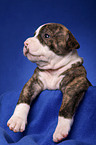 American Bulldog puppy