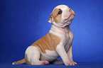 American Bulldog puppy