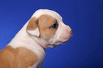 American Bulldog puppy