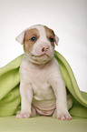 American Bulldog puppy