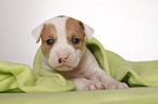 American Bulldog puppy