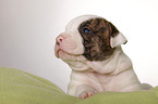 American Bulldog puppy