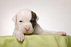 American Bulldog puppy