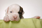 American Bulldog puppy