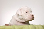 American Bulldog puppy