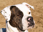 American Bulldog Portrait